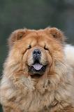 CHOW CHOW 588